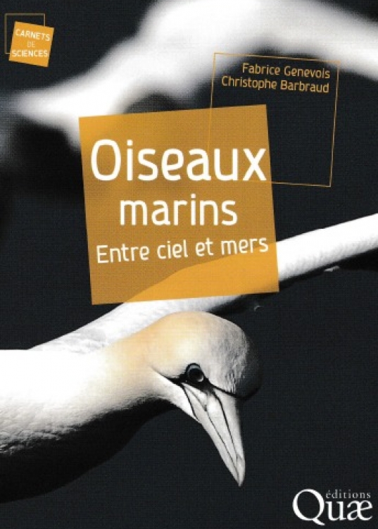 Oiseaux marins